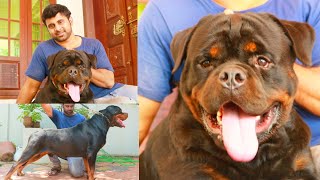 Rottweiler dog | Timit Tor | Gizmo and Grom