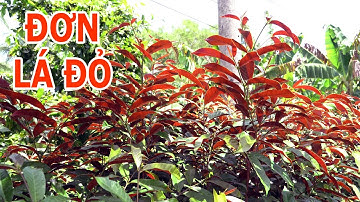 Cây đơn lá đỏ hỗ trợ điều trị bệnh ngoài da, bệnh đường tiêu hóa