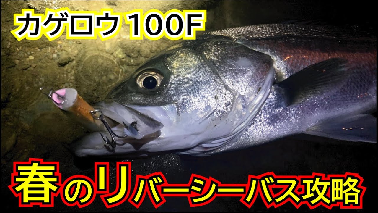 春のリバーシーバス攻略 カゲロウ100fが大活躍 Youtube