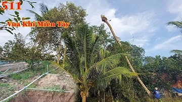 Vua Khỉ cưa hạ nguyên thân nhiều cây Dừa có hoàn thành không ? Cutting down many coconut trees .