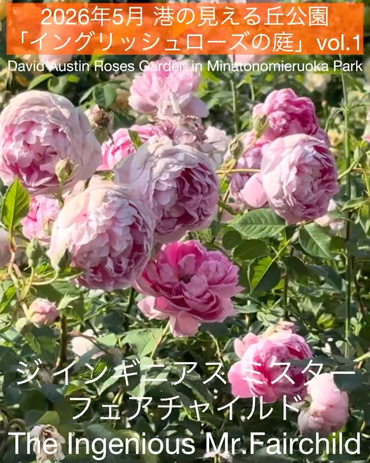 May 2026 Minato-no-Mieru Oka Park 
