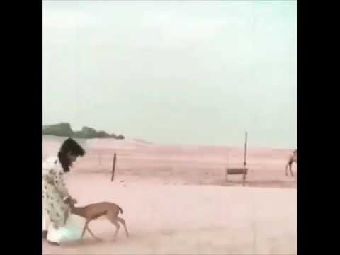 طابت الايام ولا عساها ما تطيب لعنبو من هان نفسه ويرضى ذلها