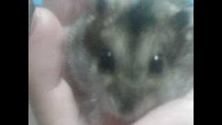 奧村初音(HATSUNE OKUMURA) ホントはね(hontou wa ne) 正義の味方(seigi no mikata)