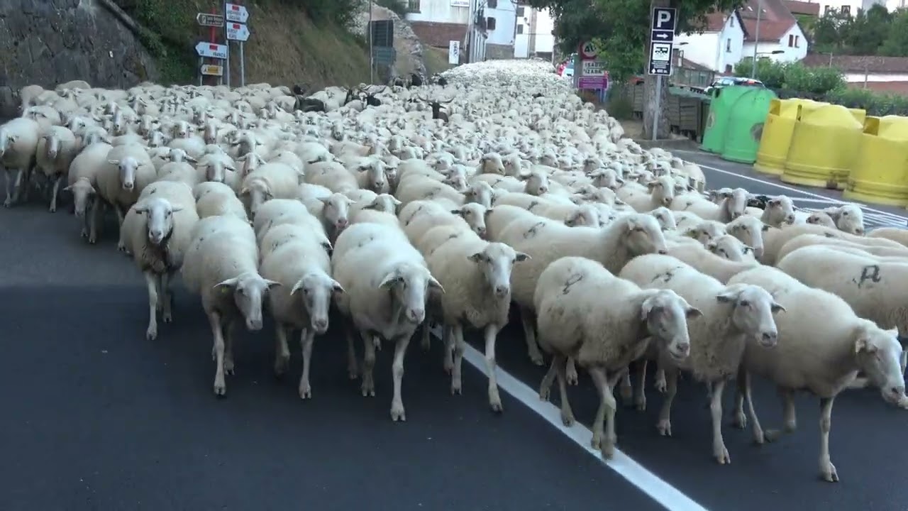 Rebaño de ovejas pasando por Isaba