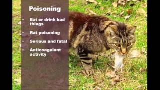 Blood in Cat Urine