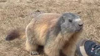 Marmotte Flaine 290407
