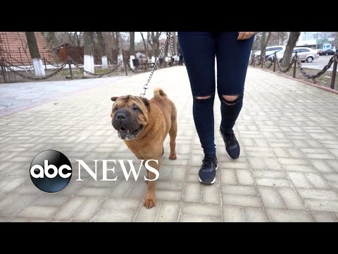 Video: Kan du få covid av å klappe en hund?