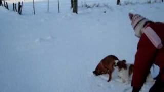 Oostenrijkse pinscher "Gust" 19 weken Oostenrijkse pinscher "Gust" 19 weken