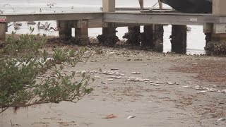 Cold Snap Kills Hundreds Of Fish