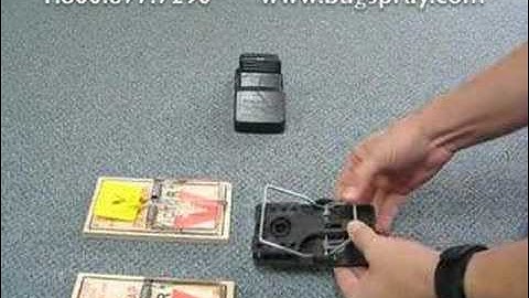 Rat Trap Sets - How to set a Rat Trap safely
