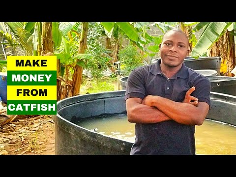 WAYS TO MAKE MONEY FROM FISH FARMING | Catfish Farming In Nigeria