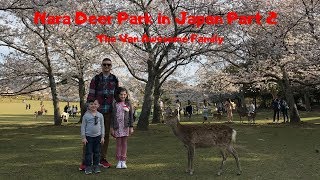 Nara Deer Park in Japan! (Part 2) | Bowing deer & Cherry Blossoms!