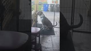 A real true bull right here 💯💯🔥🔥🔥😤🤯🤯