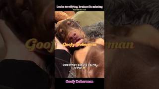 Doberman being a total drama queen😂#dog#funnydog#doberman#pets
