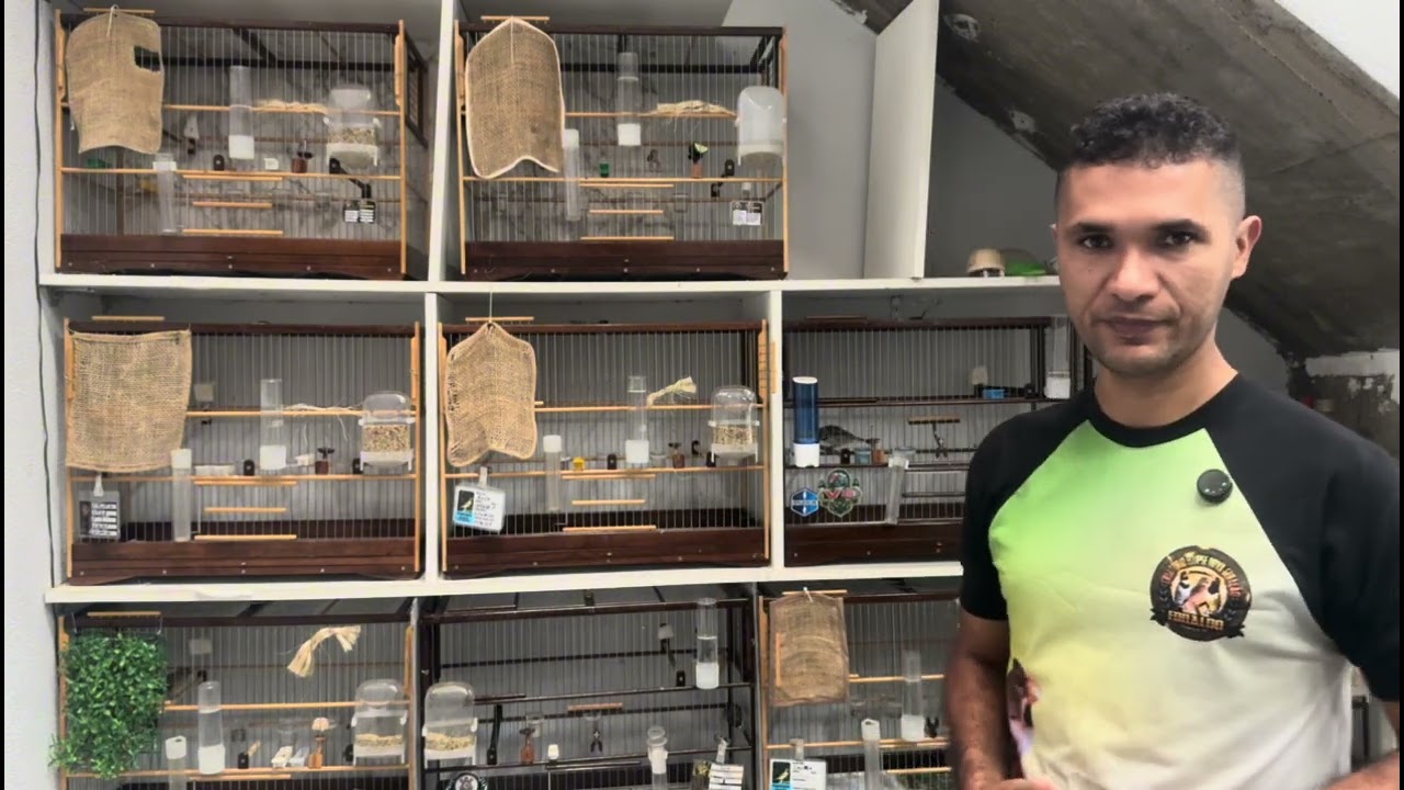 Por que minha# fêmea choca# e não trata joga# os filhote fora#passaros #passarinho #aves #coleiro 