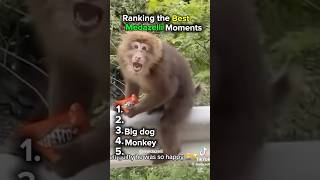 Ranking the best Medazelli moments #funny #animals #dog