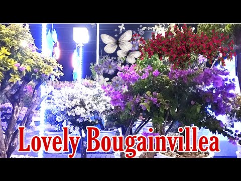 BLOOMING BOUGAINVILLEA II MERAKI GARDEN