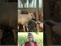 অসাধারণ টেকনিক! কৃষকের নতুন আবিষ্কার 🧠 | Creative Moment #cow #viral #video #funny #shorts #animals