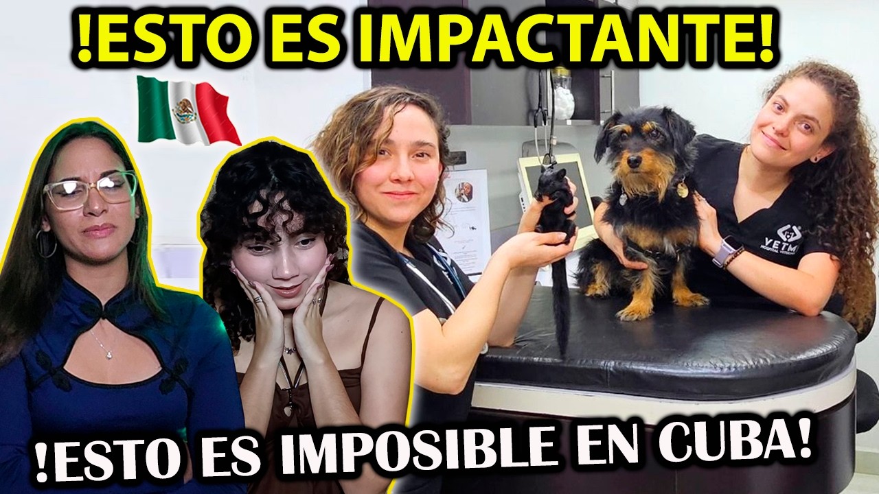HASTA LAS MASCOTAS PUEDEN RECIBIR ATENCION MEDICA en MEXICO - CUBANAS REACCIONAN