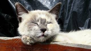 10 Strange Things Cats Do and Why