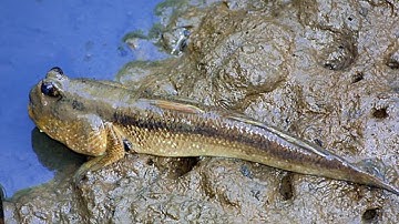 Giăng lưới bắt CÁ THÒI LÒI kiếm nửa triệu đồng mỗi ngày quá dễ dàng