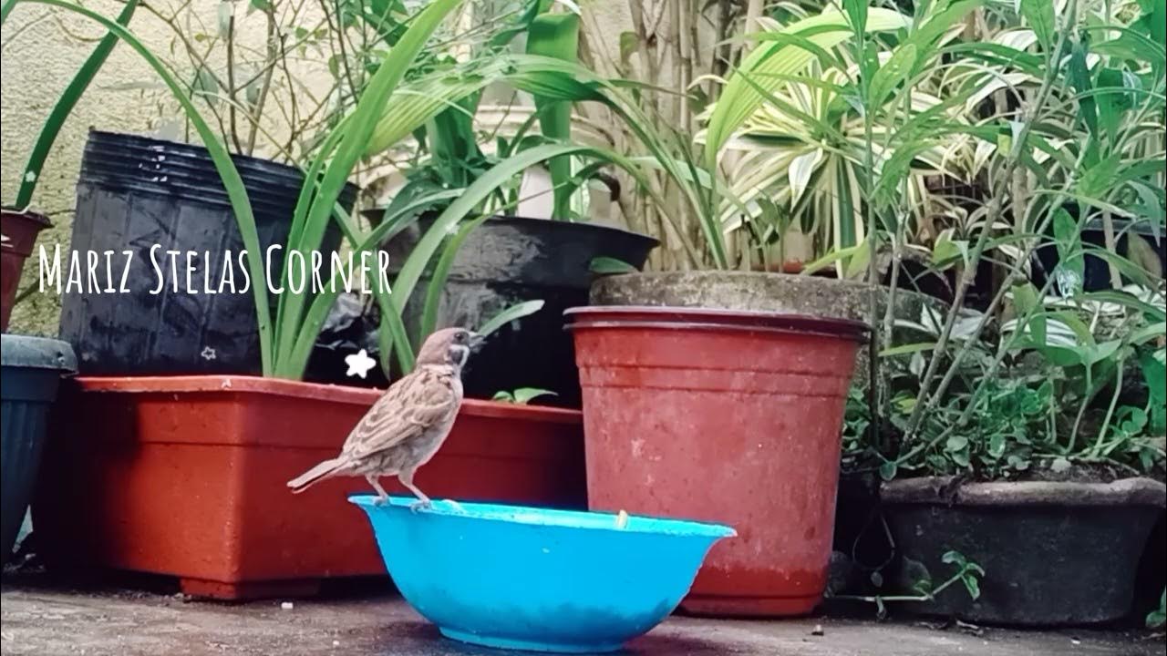 MAYA BIRD ( SPARROW) FEEDING COOKED RICE marizstelascorner YouTube