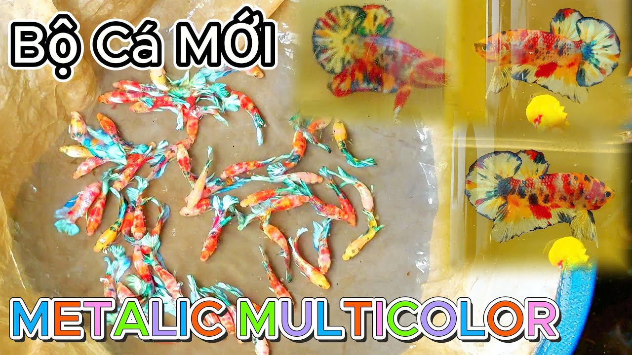 GIÀU ĐOÀN BETTA Giới Thiệu Bộ Gen MỚI Đẳng Cấp.!