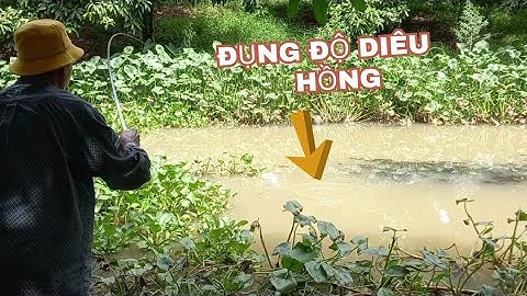 Chưa Thấy Cảnh Nào Như Cảnh Này Đặc Biệt Cá Điêu Hồng Ăn Mồi Liên Tục Sau Mấy Ngày Mưa