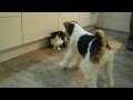 Wilson vs. Pinsel (Foxterrier vs. Cat)