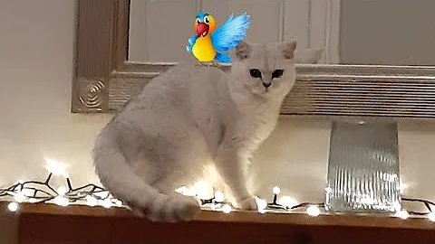 Watch the video about Kittens Reaction Watching Birds. Annoyed!