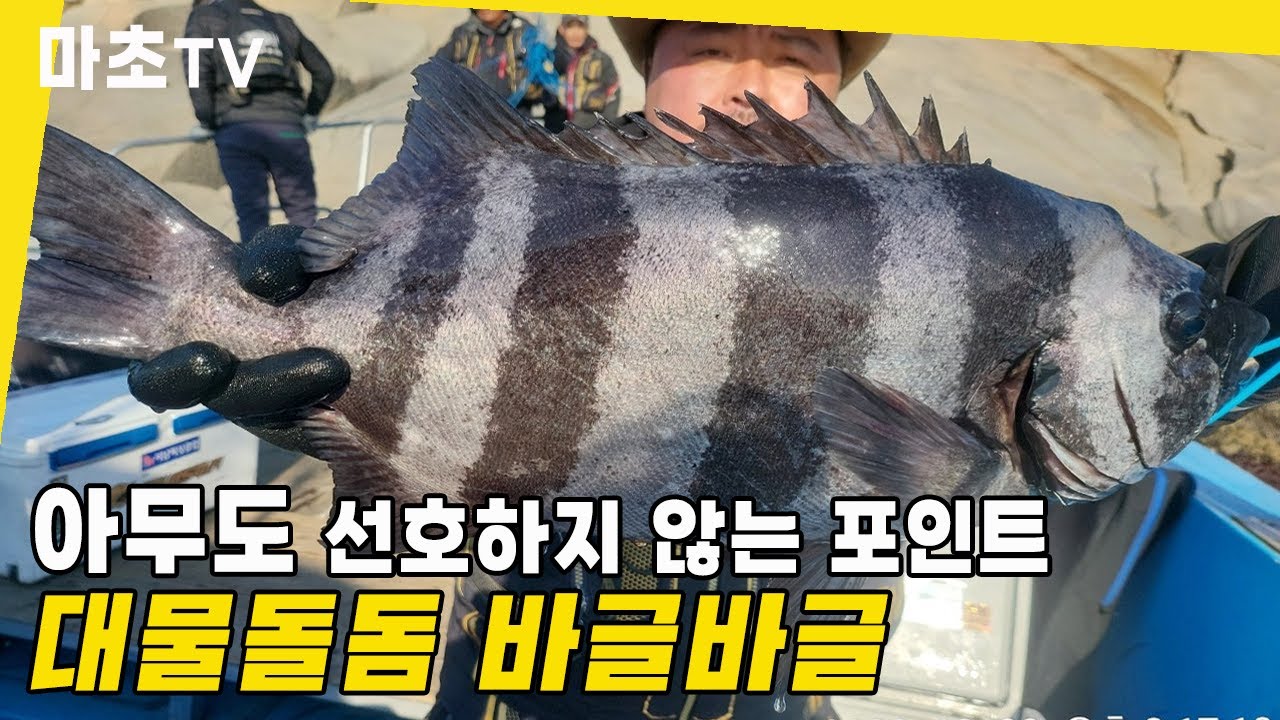 전복을 미끼로 썼더니 대물이!!!! 완도 바다 갯바위 돌돔낚시 원투 l Fishing / イシダイ / striped beakperch / rock bream