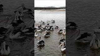 Pelicans 🤩 The Entrance NSW #travel #pelicans #centralcoast #centralcoastnsw #theentrance