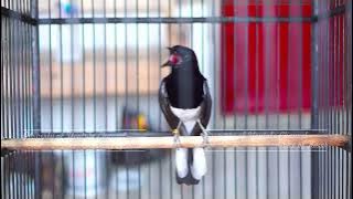 TIDAK BUTUH WAKTU LAMA SEMUA KACER DI BUAT LANGSUNG NYAUT BUNYI GACOR BUKA EKOR