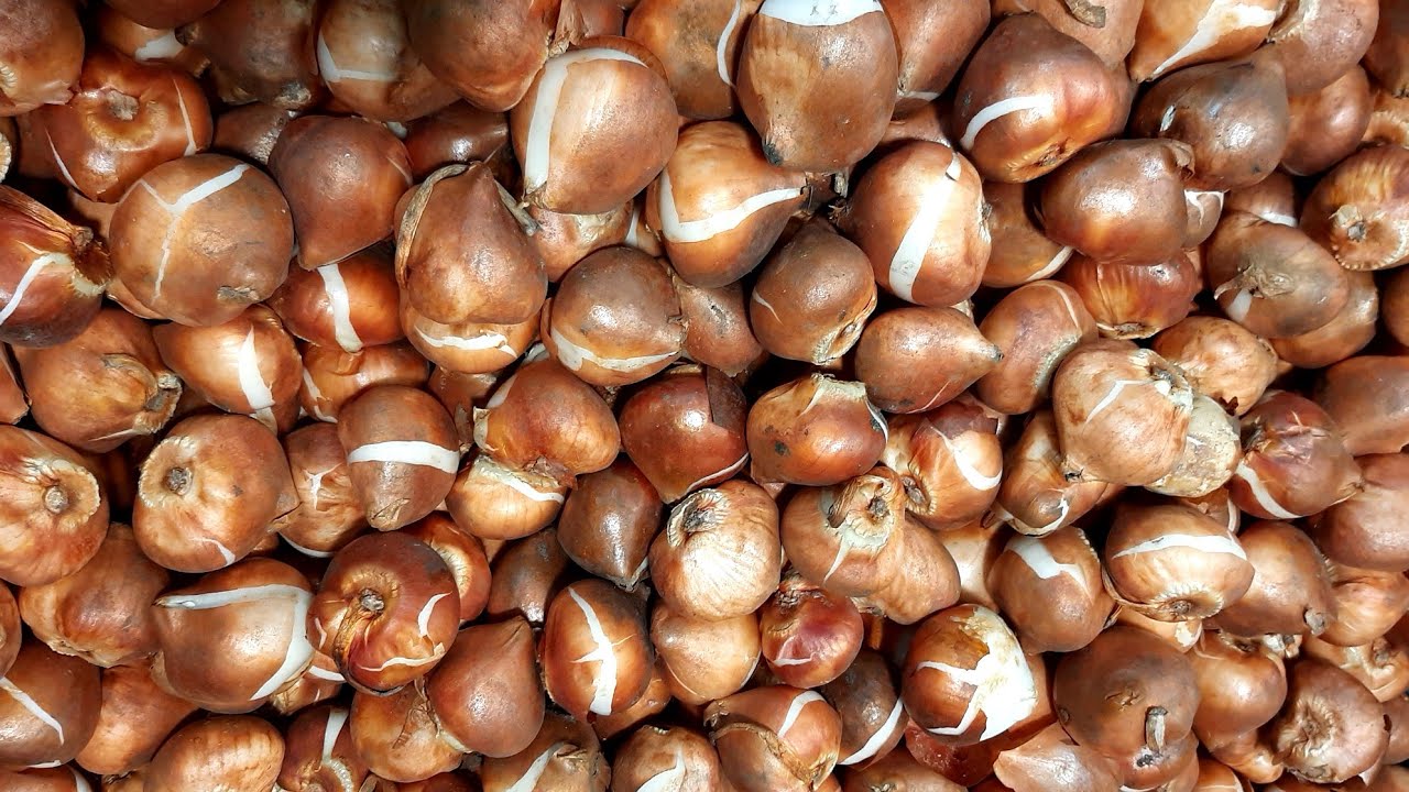 Сроки начала посадки тюльпана на выгонку, ставим ориентиры. Подготовка луковицы.