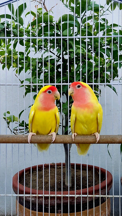Beautiful Lutino Lovebirds Pair 😍 #lutinolovebirds #lutino #lovebird #lovebirds #birds #birdsounds