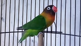 Pancingan Full EMOSI !!! Lovebird Ngetik Koek Panjang Bikin Lawan Cepat Respon