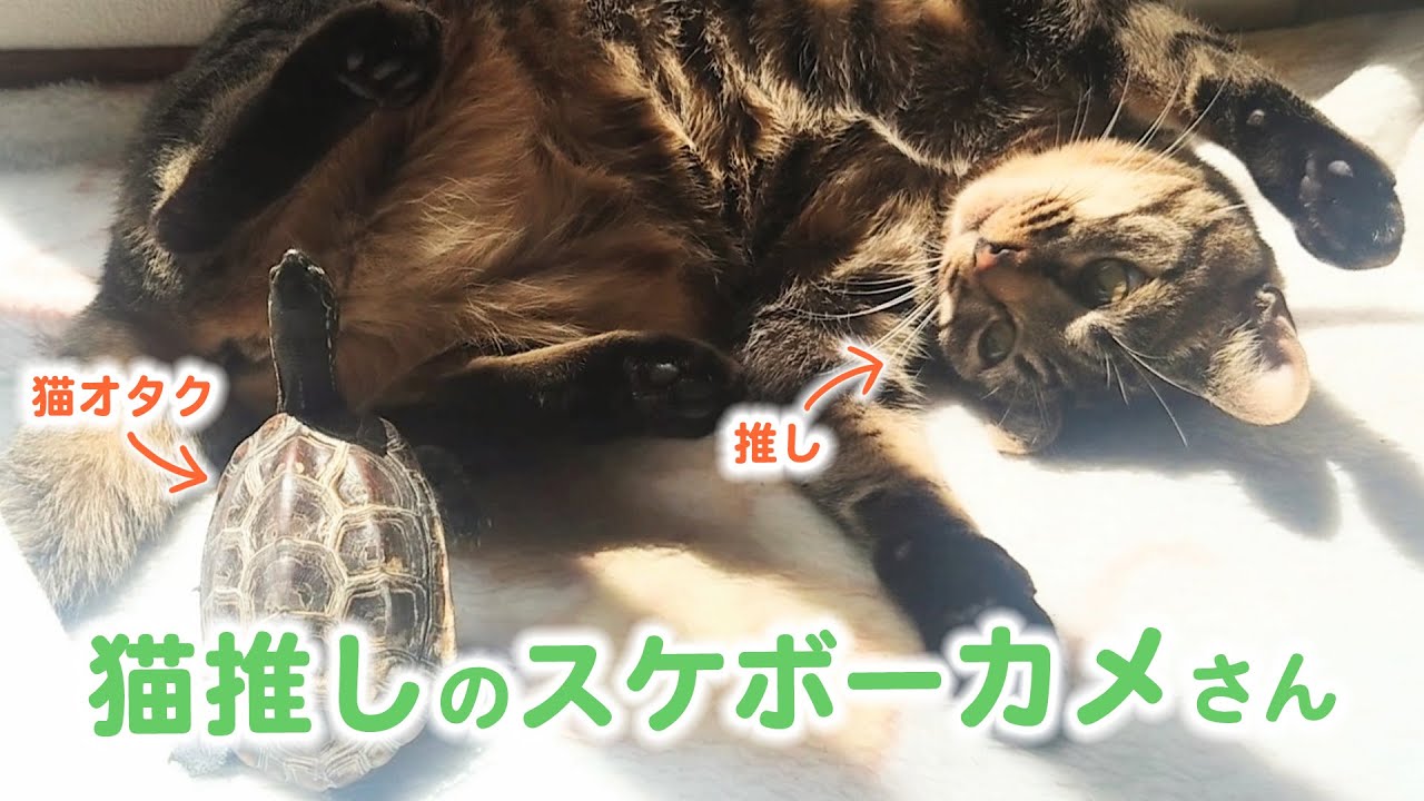 ニャンコ推しの爆走スケボーカメさん｜PECO - YouTube