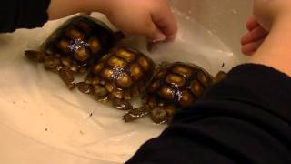 How To - Give a Bath to Tortoises and Soak