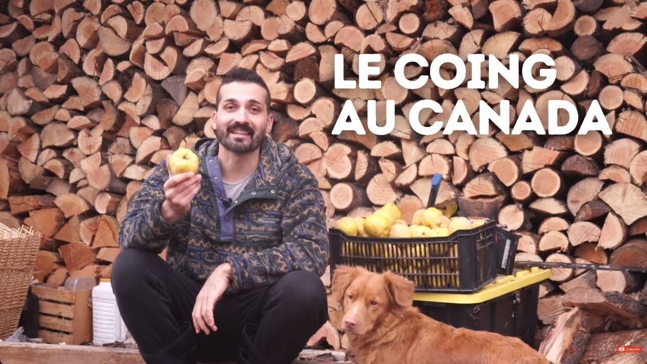 RECETTE DE LA PÂTE DE COING DE NOËL 🎅🎄🎁 (Histoire & recette)