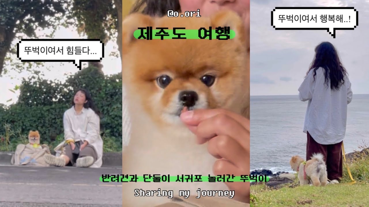강아지랑 단둘이 뚜벅이 제주도 여행 vlog | 반려견 동반 서귀포 여행 🐕🏃🏻‍♀️