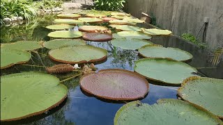 Amazon Water Lily @ THE SECRET GARDEN❓❓❓