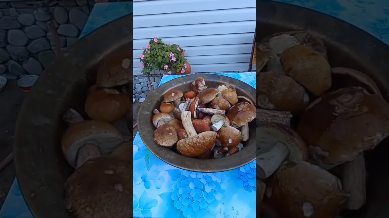 Грибов хоть косой коси!