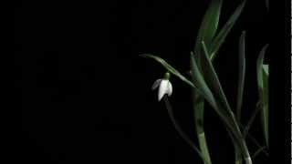 Snowdrop Time Lapse