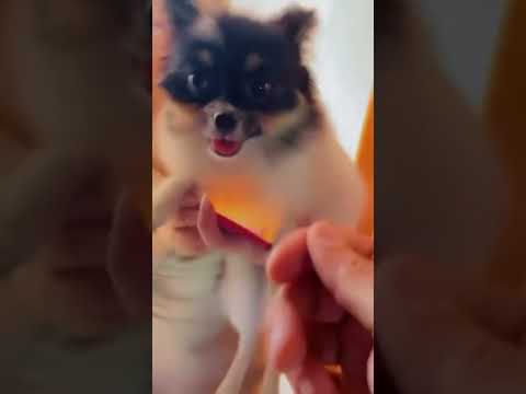 فيلم انطونيو سليمان الجديد ميرا النوري الينا انجل ريم المكاحيل باربي نجد أنطونيو سليمان 