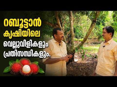 റമ്പൂട്ടാൻ കൃഷിയിലെ വെല്ലുവിളികളും പ്രതിസന്ധികളും.