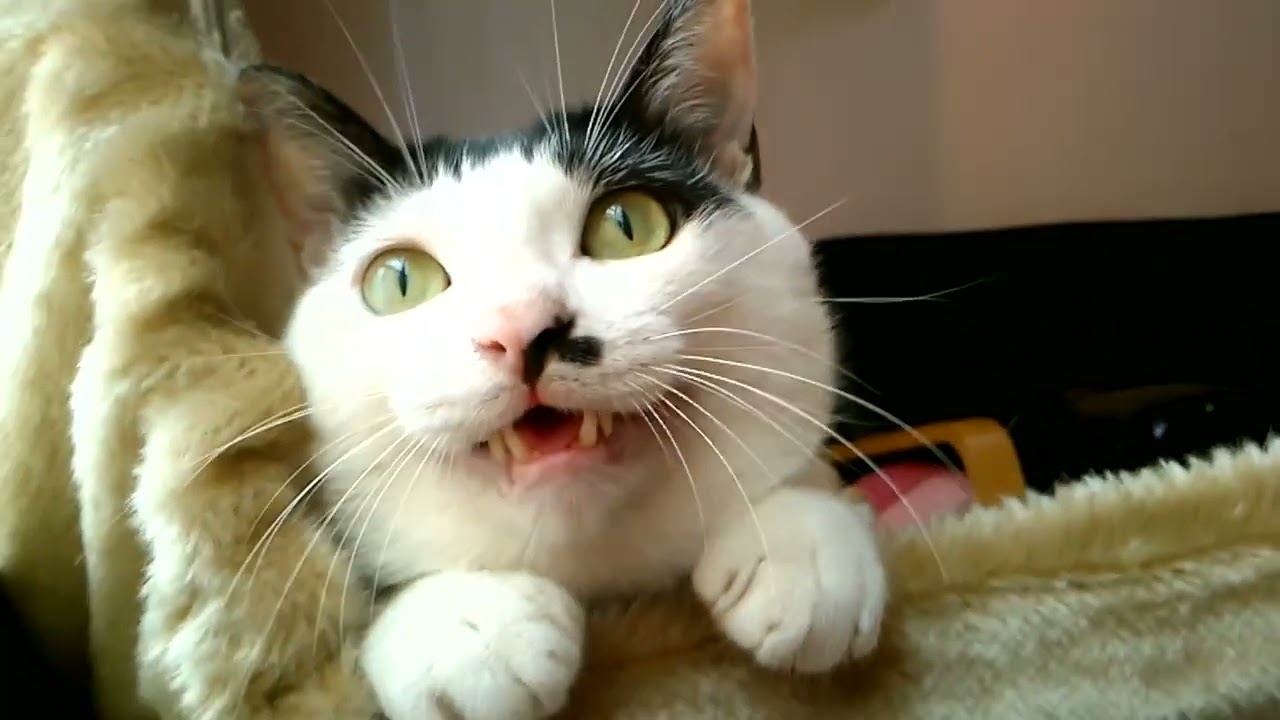 Magic Sounds to Make Your Cat ๐บ Come for Cuddles #cats #cat #catvideos ...