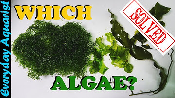 Best Refugium Macroalgae For Reef Tank CHAETO ULVA CAULERPA Lower Nitrates & Phosphates