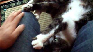 DSCF3286.AVI