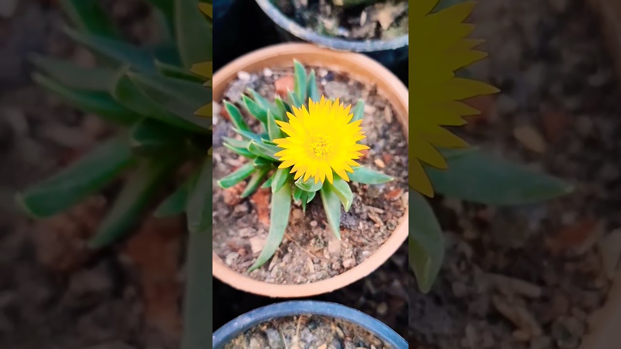 4 PM Flower || Succulents || Succulent Lovers 