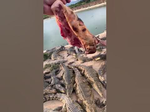 Crocodile farm | Pet Crocodile feeding | Crocodiles farm in china | How